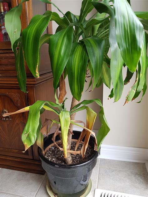 Dumb Cane Plant with large, variegated foliage in an indoor setting.