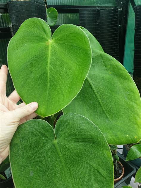 Philodendron Rugosum thriving in a bright, humid environment.