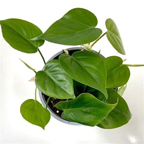 Philodendron Cordatum styled in a modern indoor setup.