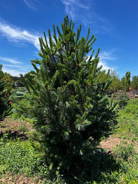 Vanderwolf Pine adding elegance to a landscaped yard.