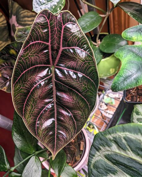 Healthy Alocasia Azlanii in a well-lit indoor setting.